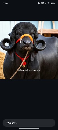 ભે શુ લેવી છે