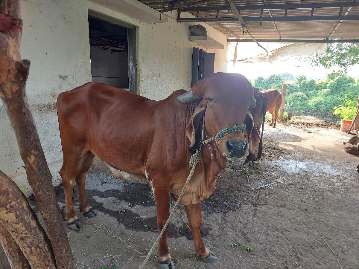 ગીર ઓડકી વેચાણ થી આપવા ની છે