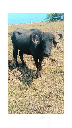 આ ખડેલું વેચવાનું