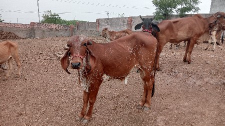 હૉડકી