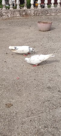 કબુતર