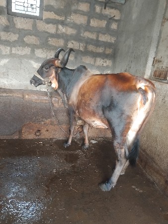 વેચવાનીસે