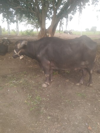ભેંસ વેચવાની છે ચાર લીટર દૂધ