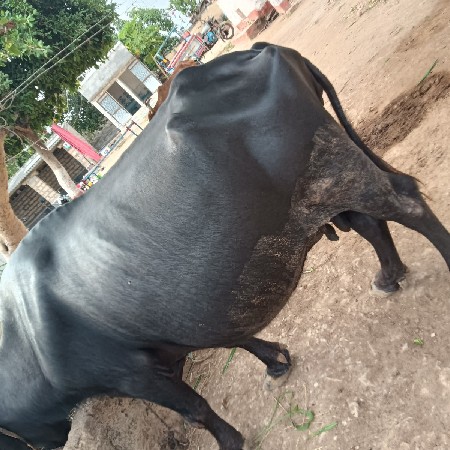 4 વેતર ની ભેંશ વેસવાની