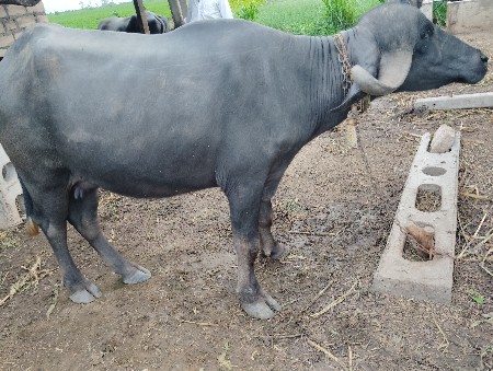 ભેસ વેચવાની છે