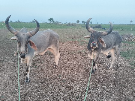 vechva na chhe