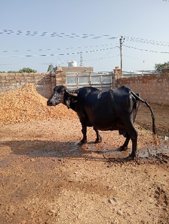 ભેસ વેચવાની છે