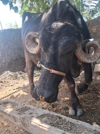 ભેસ વેચવાની છે