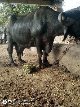 ભેંશ વેચવાની છે