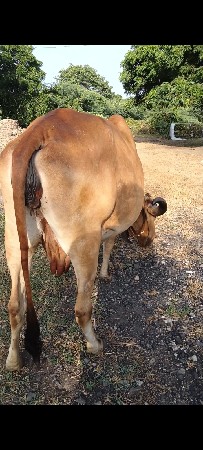 ગાય વેચવાની છે