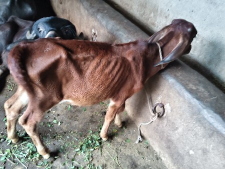 ગાય વેસવાની સે