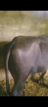 અઢી વર્ષની ખડાઈ વેચવાની છે