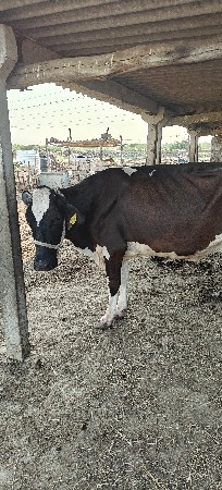 એચ. એફ. ગાય વેચવાની છે