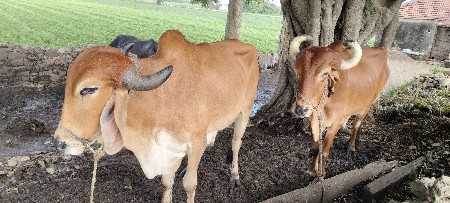 ત્રીજી ધરના