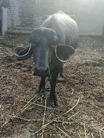 2 વેતર બોવ સારી 1 મયનાની કાસી