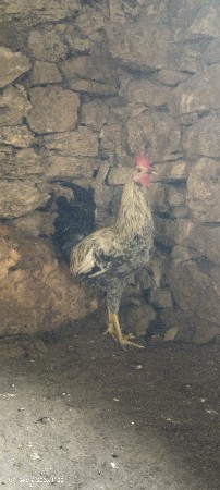 દેશી મરઘા