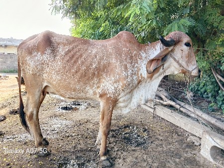 ગીર ઓડકી વેચવાની