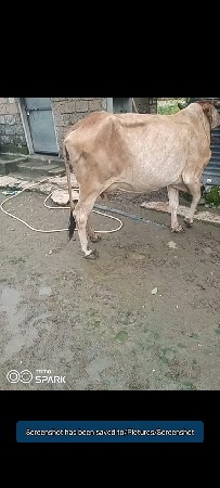 બે ગાયો વેચવાની છે