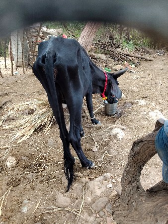 vadhyari jrshi