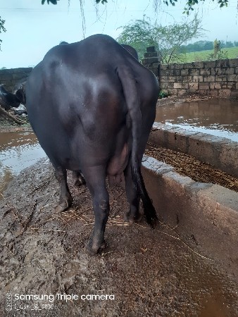 ભેંસ વેચવાની છે જાફરાબાદી ભેંસ