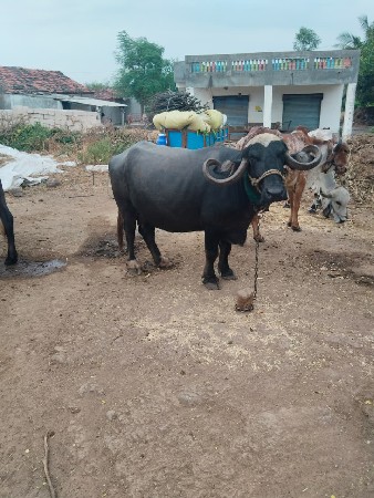 ભેંસ વેચવાની છે પંદર દિવસ કાસી