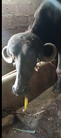 ખડેલી વેચવાની છે
