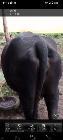 ગાય જરસી
