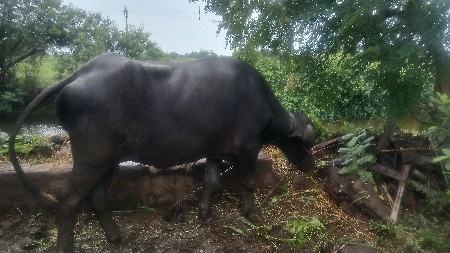 ભેંસ વેચવાની છે