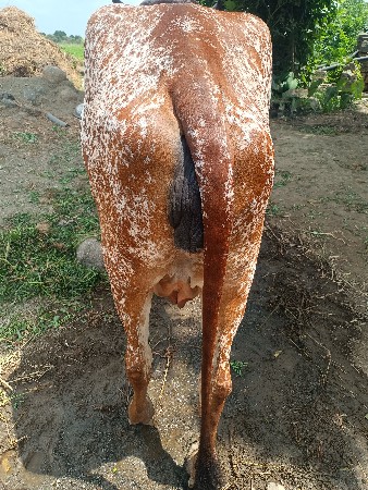 ગાય વેચવાની છે