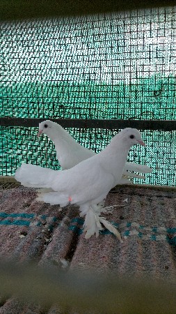 jodi nathi