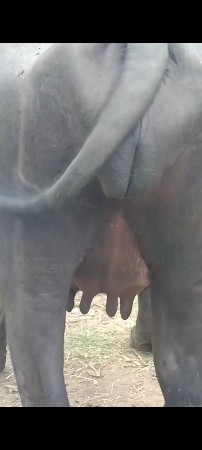 પેલુવેતર ખડાય વેશવિની