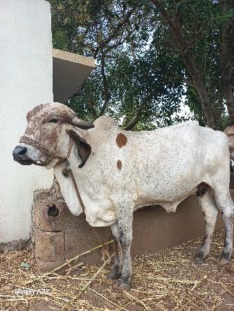લીલડી ગાય વેચવાની છે