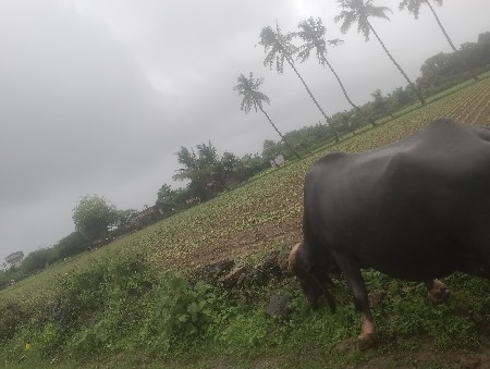 ભેંસ વેચવાની છે