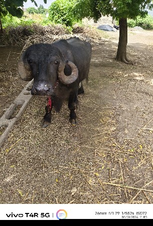 ભેંસ વેચવા ની છે