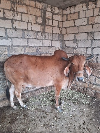 ગાય વેચવાની છે