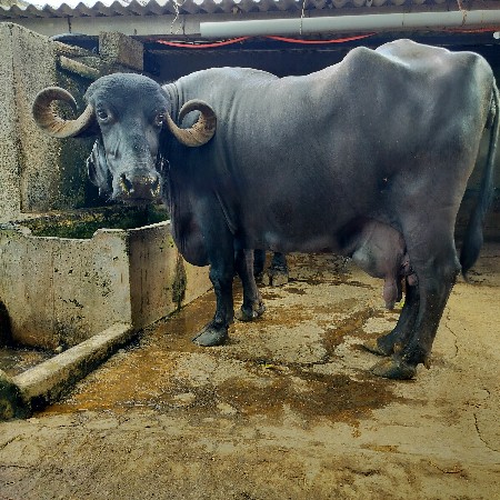ભેંસ વેસવાની સે