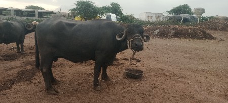 આ,ભેંસ,વેસવાની,છે,
