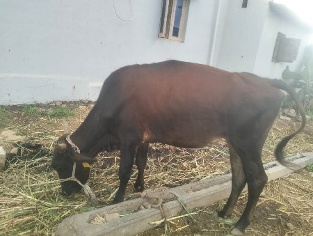 બે મહિનાનો gabha