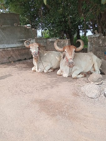 બળદ વેચવાના છે
