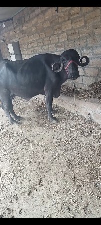 ભેંસ
