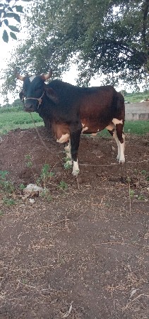ગાય ગાયના સાટામાં ઘોડી લેવાની છે