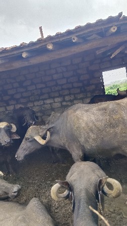 વેસવાની સે