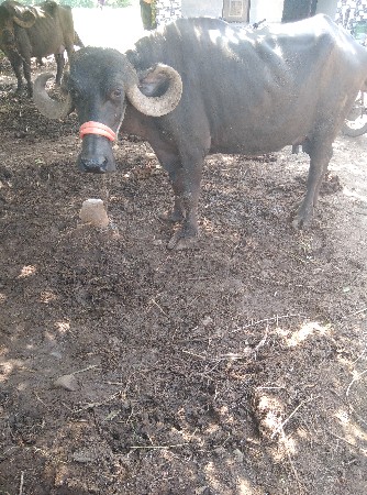 આ ભેંસ વેચવાની છે