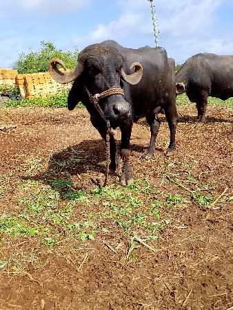 ભેંસ વેચવા ની છે