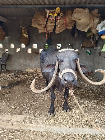 ભેંશ વેચવાની છે
