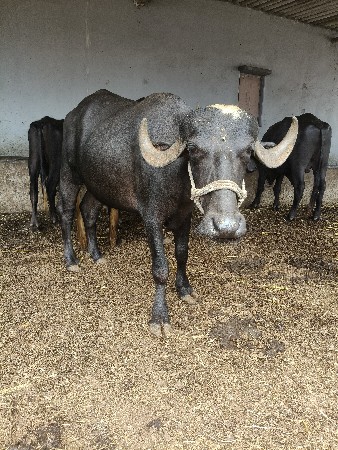 2 ખડેલીયુ વેચવાની છે.