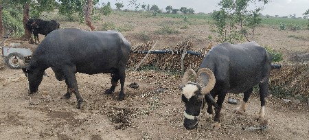 ભેંસ વેચવાની છે
