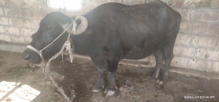ભેસવેસવાનીછે10મહીનોહાલે