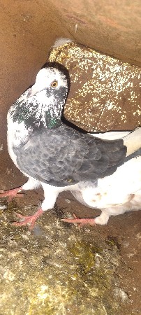 કબૂતર વેચવાના છે