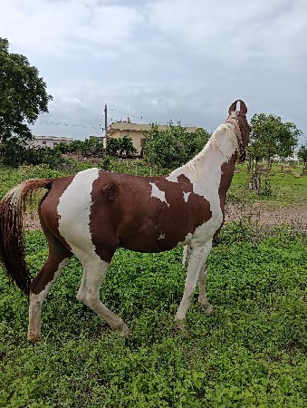 ઘોડી વેચવાની છે